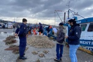 Incautan cerca de 2 toneladas de almejas en Quellón